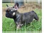 French Bulldog PUPPY FOR SALE ADN-418785 - French bulldog puppies