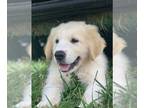 Great Pyrenees-Newfoundland Mix PUPPY FOR SALE ADN-418838 - Great Pyrenees