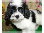 Havanese-Poodle (Toy) Mix PUPPY FOR SALE ADN-418659 - Chicago Havapoo