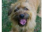 Adopt Thomas a Wirehaired Terrier