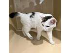 Adopt Floatie a Domestic Short Hair