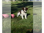 Portuguese Water Dog PUPPY FOR SALE ADN-418568 - Beautiful mixed breed pups