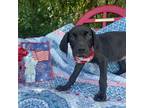 Adopt Girl a Black Labrador Retriever