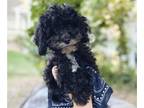 Cavapoo PUPPY FOR SALE ADN-418456 - Dexter and Oakly
