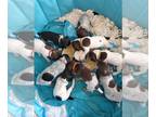 German Shorthaired Pointer PUPPY FOR SALE ADN-418942 - German Shorthaired