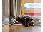 Labrador Retriever DOG FOR ADOPTION ADN-418390 - Lab in need of home