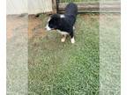 Australian Shepherd DOG FOR ADOPTION ADN-418736 - Five Month tri