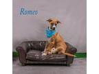 Adopt Romeo 06-3074 a Collie, Shepherd