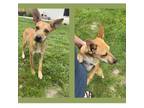 Adopt Dingo, aka Ears a Jack Russell Terrier, Black Mouth Cur