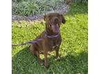 Adopt Paulette a Chocolate Labrador Retriever, Pit Bull Terrier