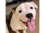 Adopt Keon a Pit Bull Terrier
