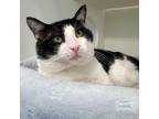 Adopt Count Cow a Domestic Short Hair