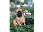 Adopt Carrie a Boxer, Labrador Retriever