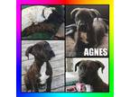 Adopt Agnes a Boxer, Labrador Retriever