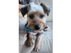 Adopt Mr. Waddles a Yorkshire Terrier