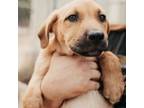 Adopt Lotus a Labrador Retriever, Beagle