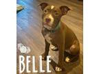 Adopt Belle a American Staffordshire Terrier
