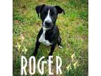Adopt Roger a Australian Cattle Dog / Blue Heeler, Black Labrador Retriever