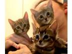 Adopt Adorable Lap Tabby Kittens!!! A Domestic Short Hair