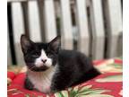 Adopt Miney and Mo a American Shorthair