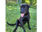 Adopt Stevie "Nicks" a Labrador Retriever, Rottweiler