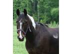 Adopt Tucker a Rocky Mountain Horse