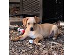 Adopt Peter a Jack Russell Terrier, Miniature Pinscher