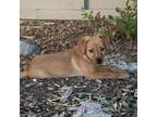 Adopt Parker a Jack Russell Terrier, Miniature Pinscher