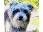 Adopt Ash a Yorkshire Terrier