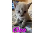 Adopt Cleo A Domestic Short Hair, Siamese