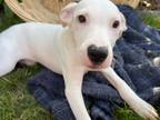 Adopt Paulie a American Staffordshire Terrier, Labrador Retriever