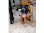 Adopt Zoey A Boxer, German Shepherd Dog