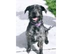 Adopt Maggie a American Staffordshire Terrier, Poodle