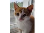 Adopt Goose-Stratford a Orange or Red Domestic Shorthair / Domestic Shorthair /