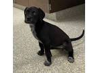 Adopt Miley a Labrador Retriever / Mixed dog in Houston, TX (35162503)