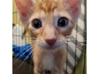 Adopt Queso 22-05-178_5 a Orange or Red Domestic Shorthair / Mixed cat in