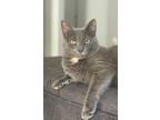 Adopt Ashe a Gray or Blue (Mostly) Russian Blue / Mixed (medium coat) cat in