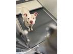 Adopt DI 85 Opal a Pit Bull Terrier / Mixed dog in Glen Allen, VA (35160702)