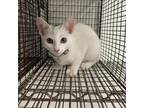 Adopt Ikenna a White Domestic Shorthair / Mixed cat in Edinburg, TX (35158667)
