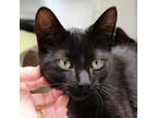 Adopt Ripley a All Black Domestic Shorthair / Domestic Shorthair / Mixed cat in