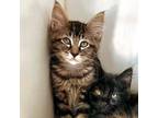 Adopt Grace (ID# 11889) a Brown or Chocolate Domestic Shorthair / Mixed cat in