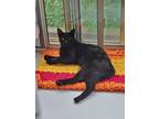 Adopt Vader - Kitchener a All Black Domestic Shorthair / Domestic Shorthair /