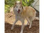 Adopt IRIS a White Mixed Breed (Medium) / Mixed dog in San Pedro, CA (35159098)