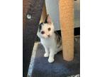 Adopt Chiclet a White Domestic Shorthair / Domestic Shorthair / Mixed cat in