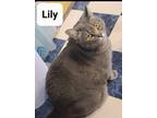 Adopt Lily a Tiger Striped Domestic Mediumhair / Mixed (medium coat) cat in
