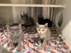 Adopt CAROLINE a Gray or Blue Domestic Mediumhair / Mixed (medium coat) cat in