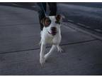 Adopt Dido a White Border Terrier / Mixed dog in El Paso, TX (35156094)