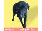 Adopt 49479585 a Black Retriever (Unknown Type) / Mixed dog in El Paso