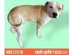 Adopt 48813518 a White Pit Bull Terrier / Mixed dog in El Paso, TX (35156037)