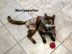 Adopt Merryweather a Domestic Shorthair / Mixed (short coat) cat in Las Vegas